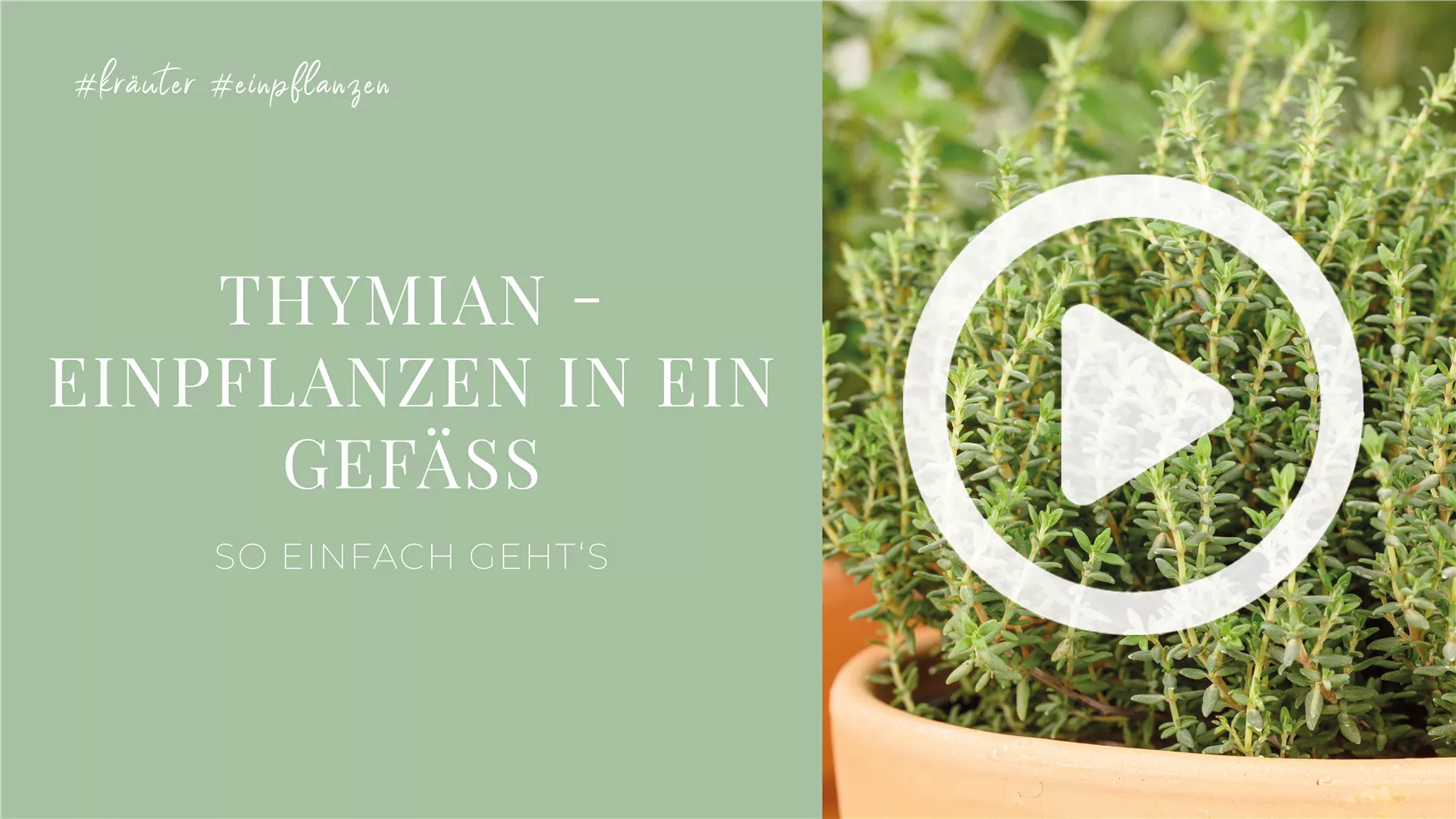 Thymian - Einpflanzen in ein Gefäß Thymian - Einpflanzen in ein Gefäß