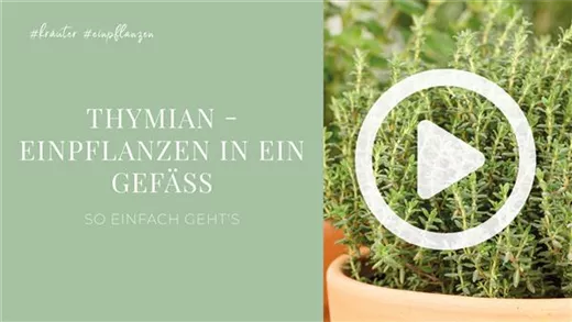 Thymian - Einpflanzen in ein Gefäß