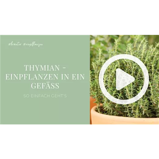 Thymian - Einpflanzen in ein Gefäß Thymian - Einpflanzen in ein Gefäß