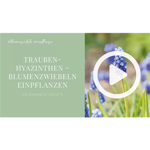 Traubenhyazinthen - Blumenzwiebeln einpflanzen Traubenhyazinthen - Blumenzwiebeln einpflanzen
