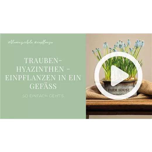 Traubenhyazinthen - Einpflanzen in ein Gefäß