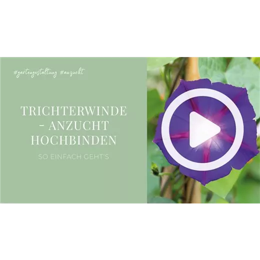Trichterwinde - Anzucht Hochbinden Trichterwinde - Anzucht Hochbinden