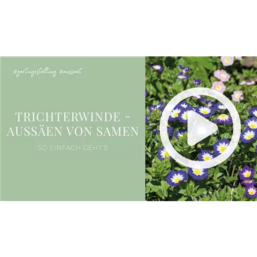 Trichterwinde - Aussäen von Samen Trichterwinde - Aussäen von Samen