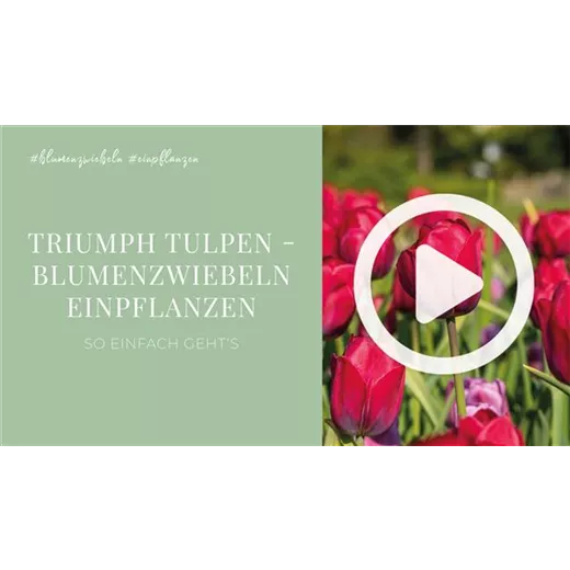 Triumph Tulpen - Blumenzwiebeln einpflanzen