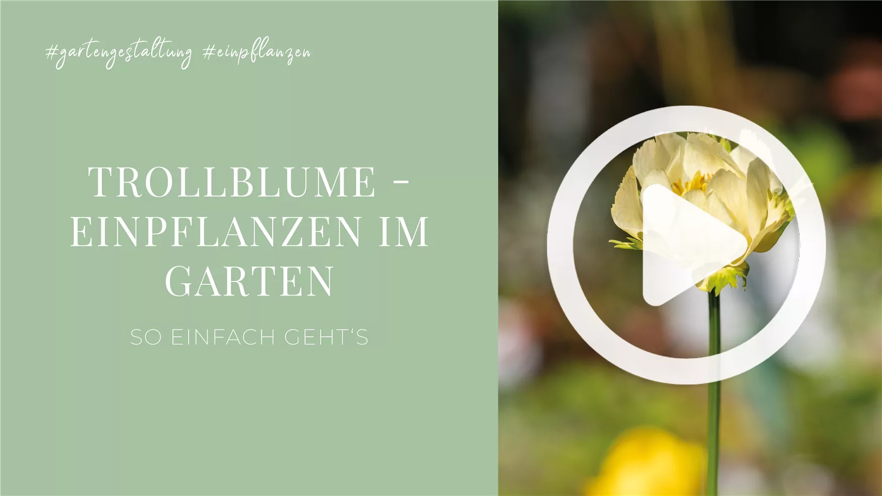 Trollblume - Einpflanzen im Garten Trollblume - Einpflanzen im Garten