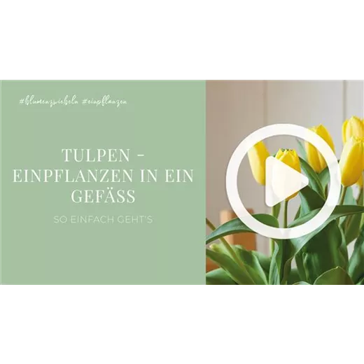 Tulpen - Einpflanzen in ein Gefäß