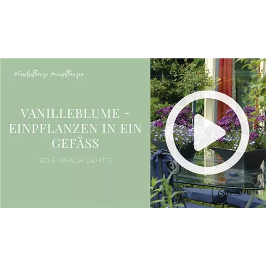 Vanilleblume - Einpflanzen in ein Gefäß