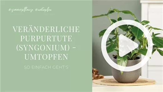 Veränderliche Purpurtute (Syngonium) - Umtopfen Veränderliche Purpurtute (Syngonium) - Umtopfen
