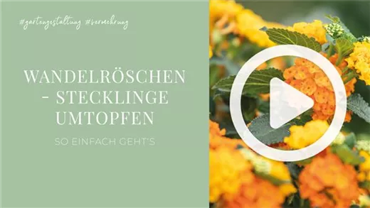Wandelröschen - Stecklinge Umtopfen