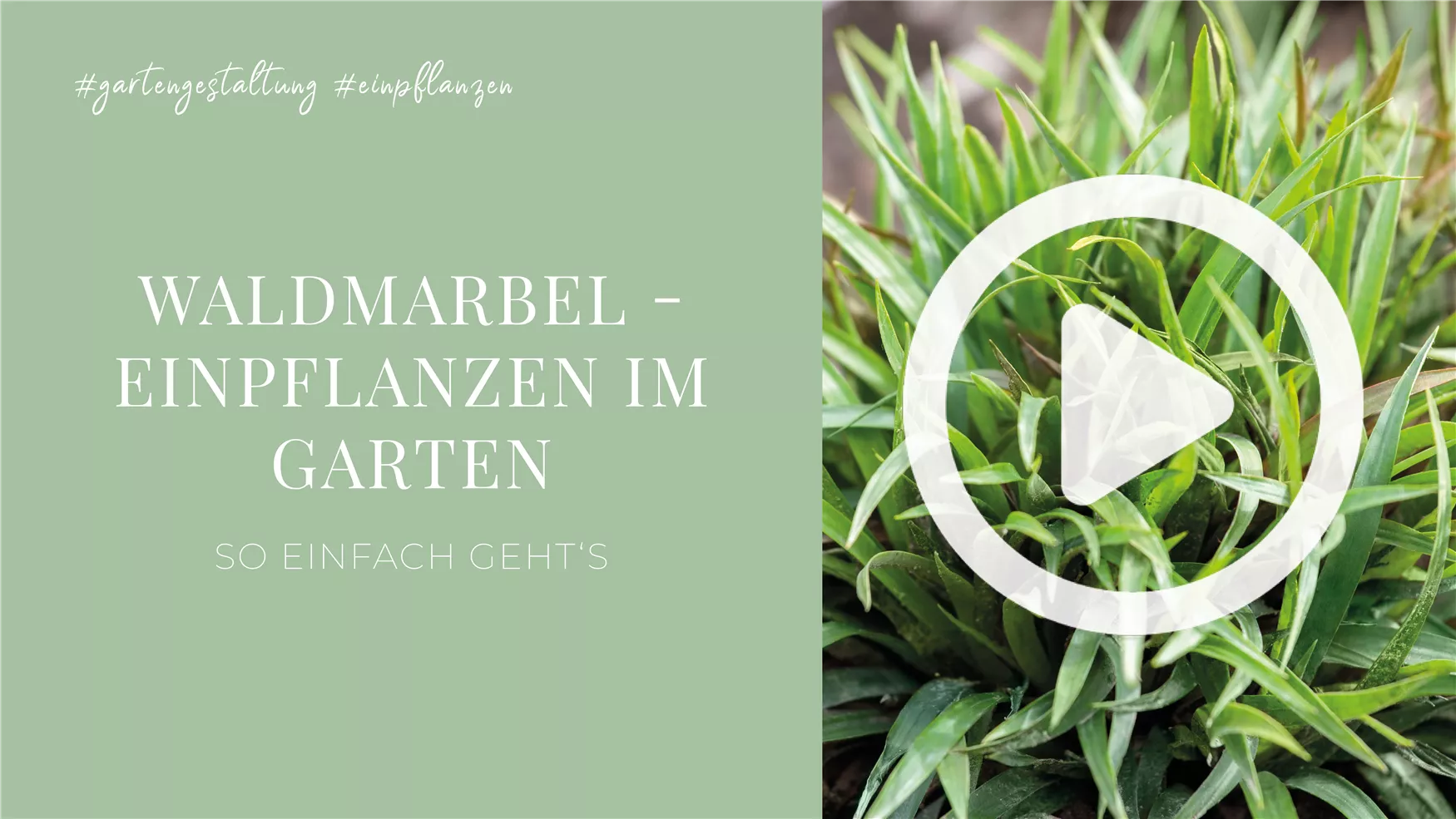 Waldmarbel - Einpflanzen im Garten Waldmarbel - Einpflanzen im Garten