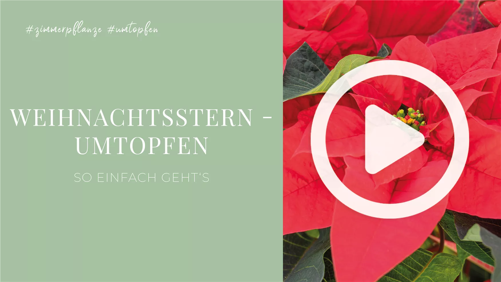 Weihnachtsstern - Umtopfen Weihnachtsstern - Umtopfen