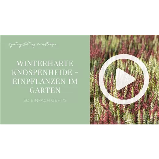 Winterharte Knospenheide - Einpflanzen im Garten