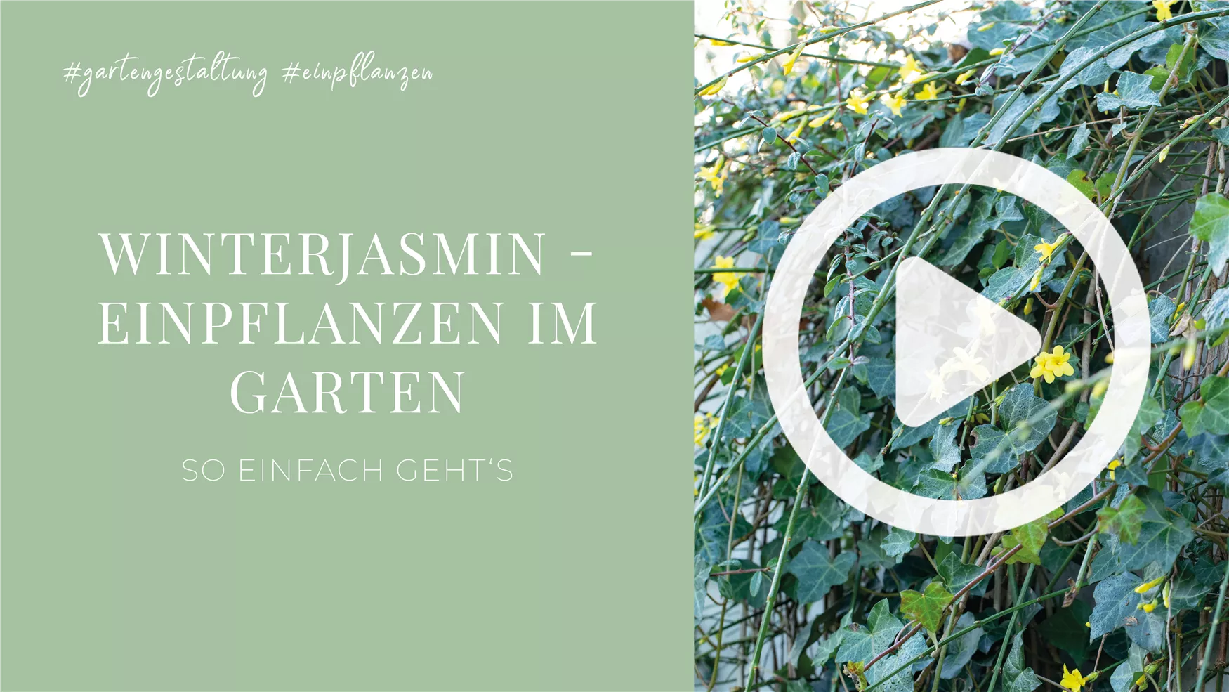 Winterjasmin - Einpflanzen im Garten
