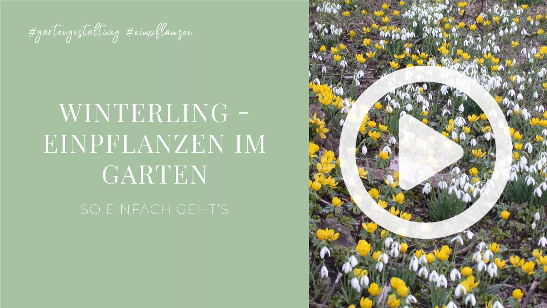 Winterling - Einpflanzen im Garten Winterling - Einpflanzen im Garten