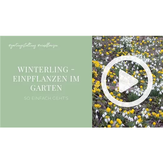Winterling - Einpflanzen im Garten