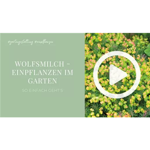Wolfsmilch - Einpflanzen im Garten Wolfsmilch - Einpflanzen im Garten
