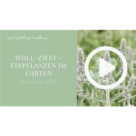 Woll-Ziest - Einpflanzen im Garten Woll-Ziest - Einpflanzen im Garten