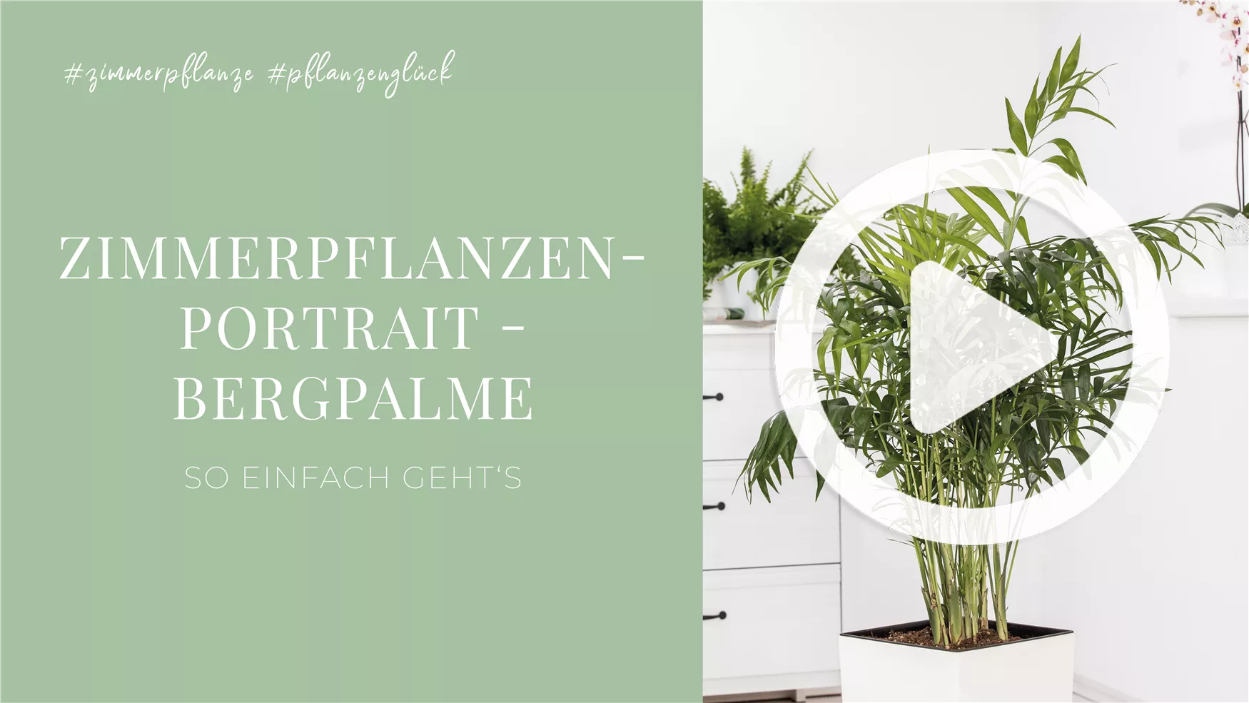 Zimmerpflanzenportrait - Bergpalme Zimmerpflanzenportrait - Bergpalme
