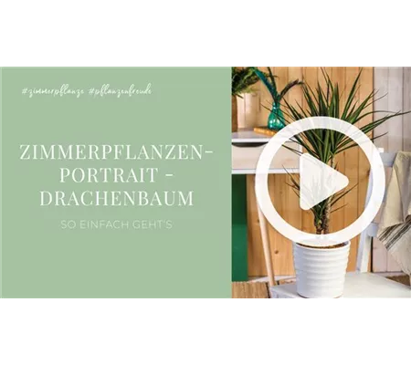 Zimmerpflanzenportrait - Drachenbaum Zimmerpflanzenportrait - Drachenbaum