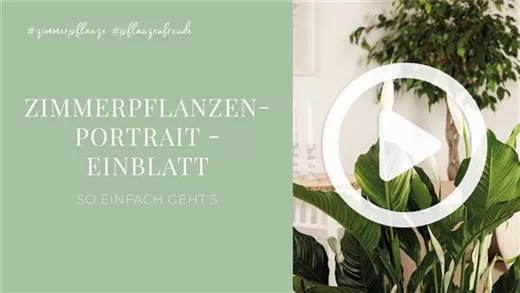 Zimmerpflanzenportrait - Einblatt Zimmerpflanzenportrait - Einblatt