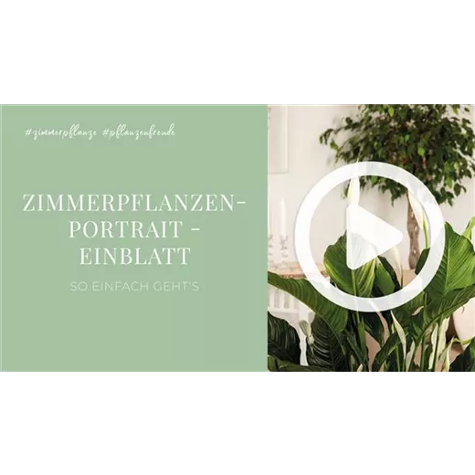 Zimmerpflanzenportrait - Einblatt Zimmerpflanzenportrait - Einblatt