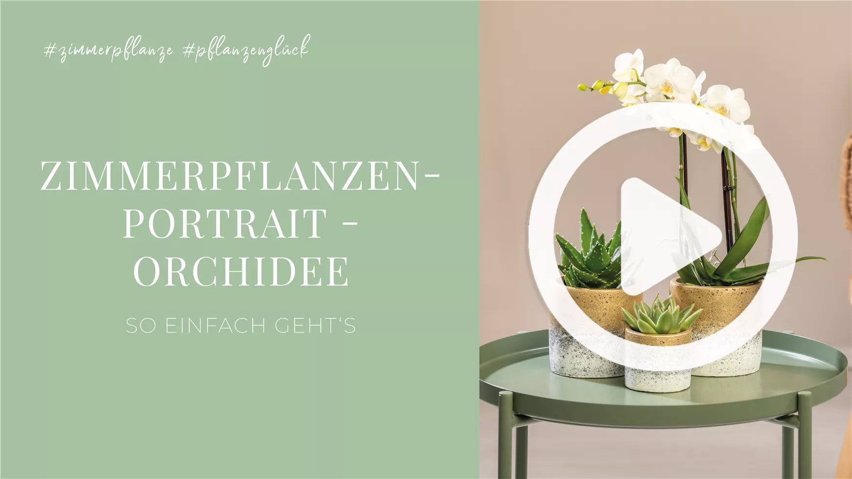 Zimmerpflanzenportrait - Orchidee Zimmerpflanzenportrait - Orchidee