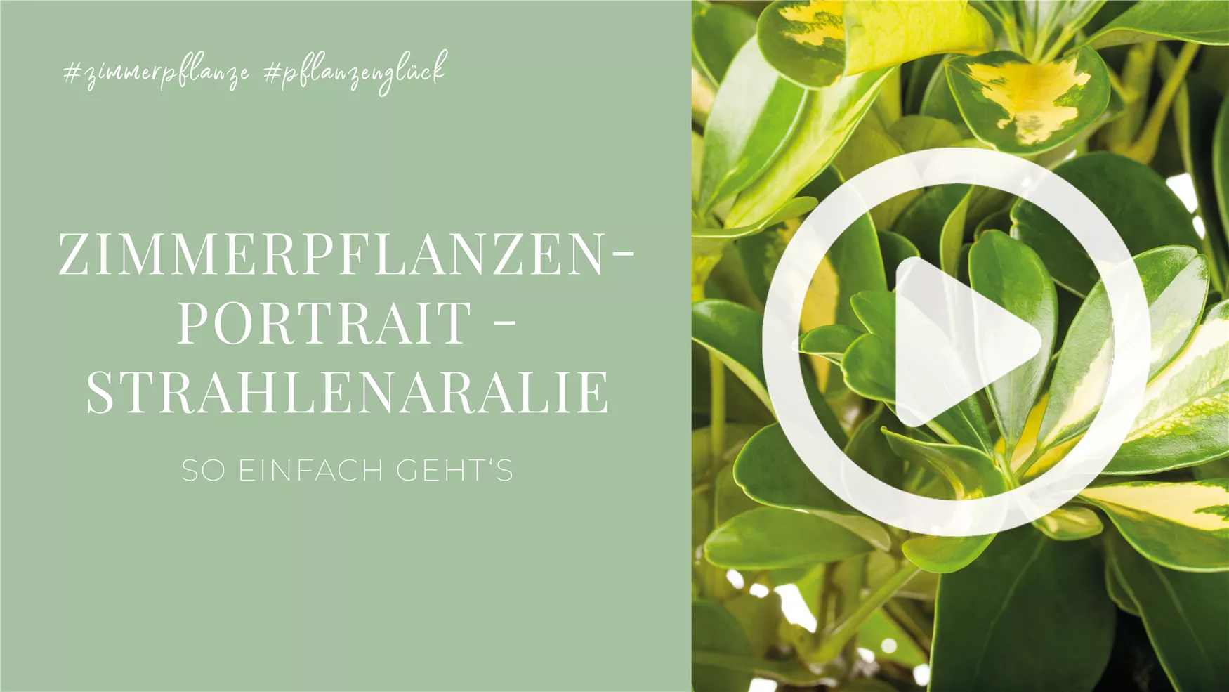 Zimmerpflanzenportrait - Strahlenaralie Zimmerpflanzenportrait - Strahlenaralie