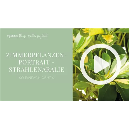 Zimmerpflanzenportrait - Strahlenaralie Zimmerpflanzenportrait - Strahlenaralie