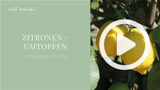 Zitronen - Umtopfen