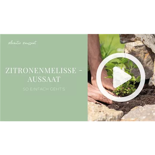 Zitronenmelisse - Aussaat Zitronenmelisse - Aussaat