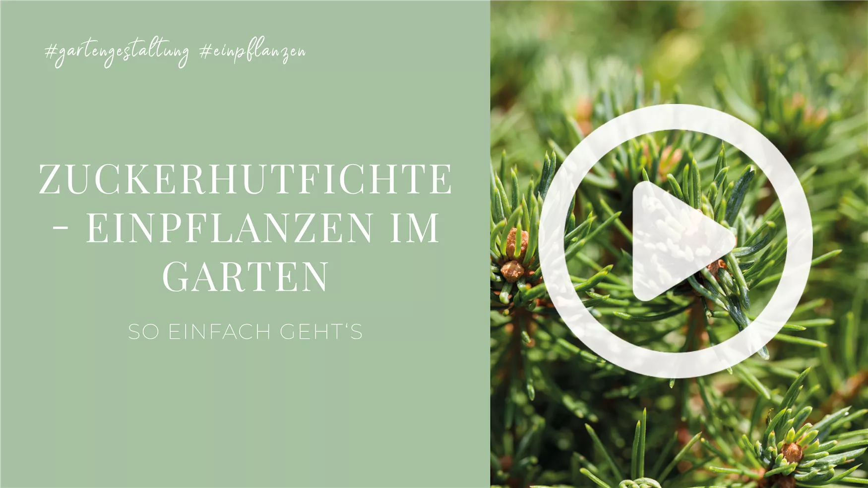 Zuckerhutfichte - Einpflanzen im Garten