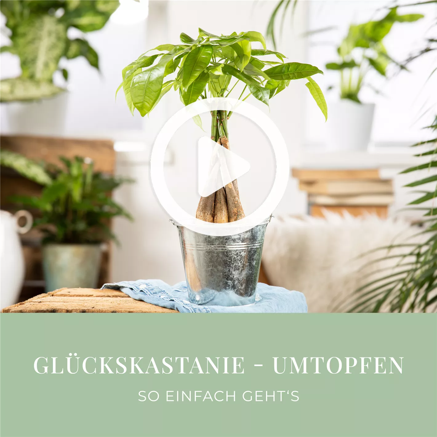 Glckskastanie - Umtopfen