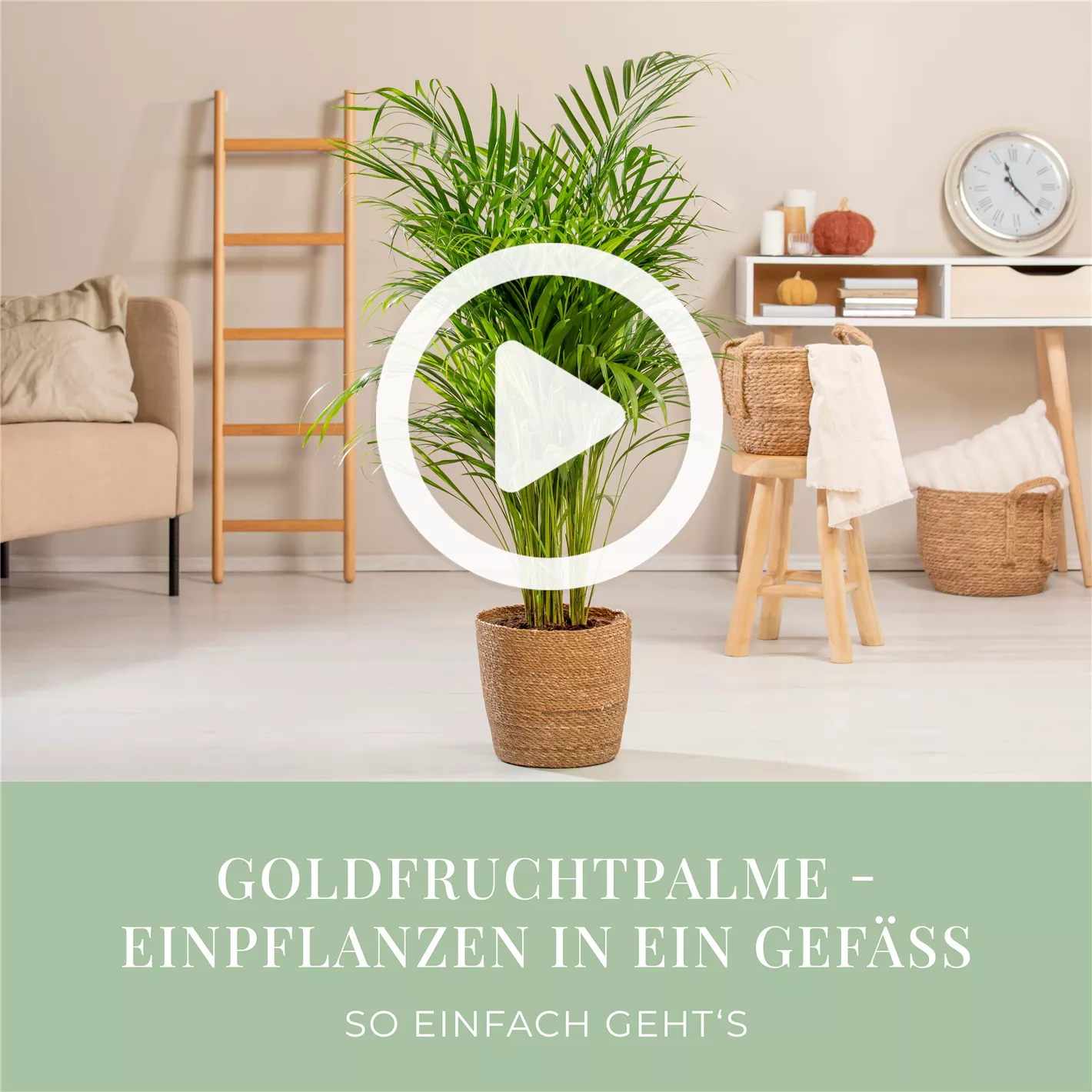 Goldfruchtpalme - Einpflanzen in ein Gef