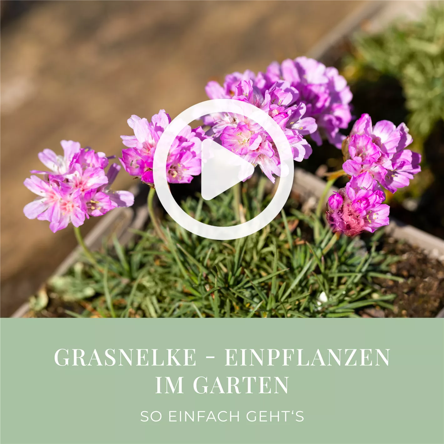 Grasnelke - Einpflanzen im Garten