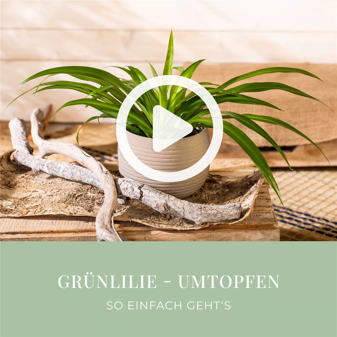 Grnlilie - Umtopfen
