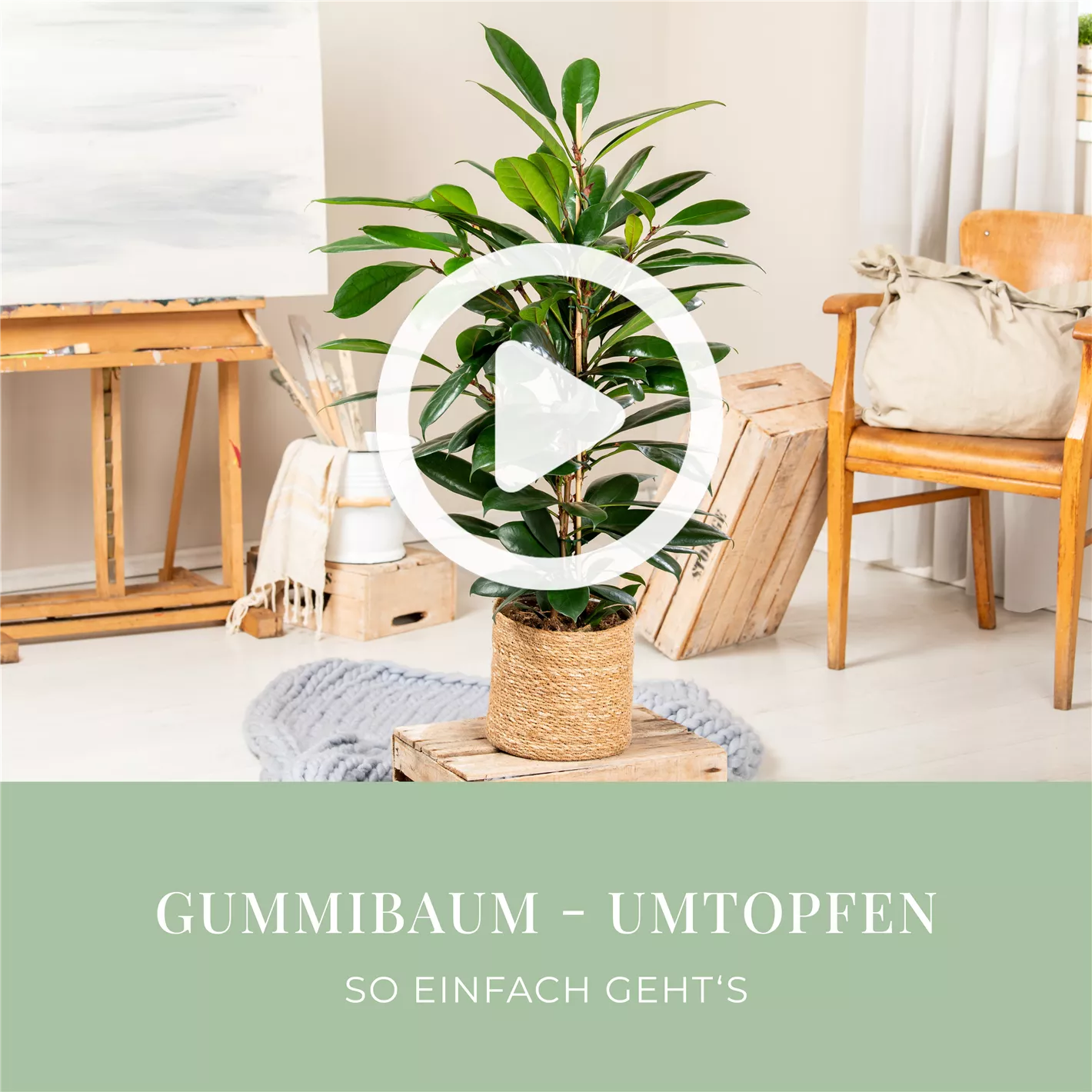 Gummibaum - Umtopfen