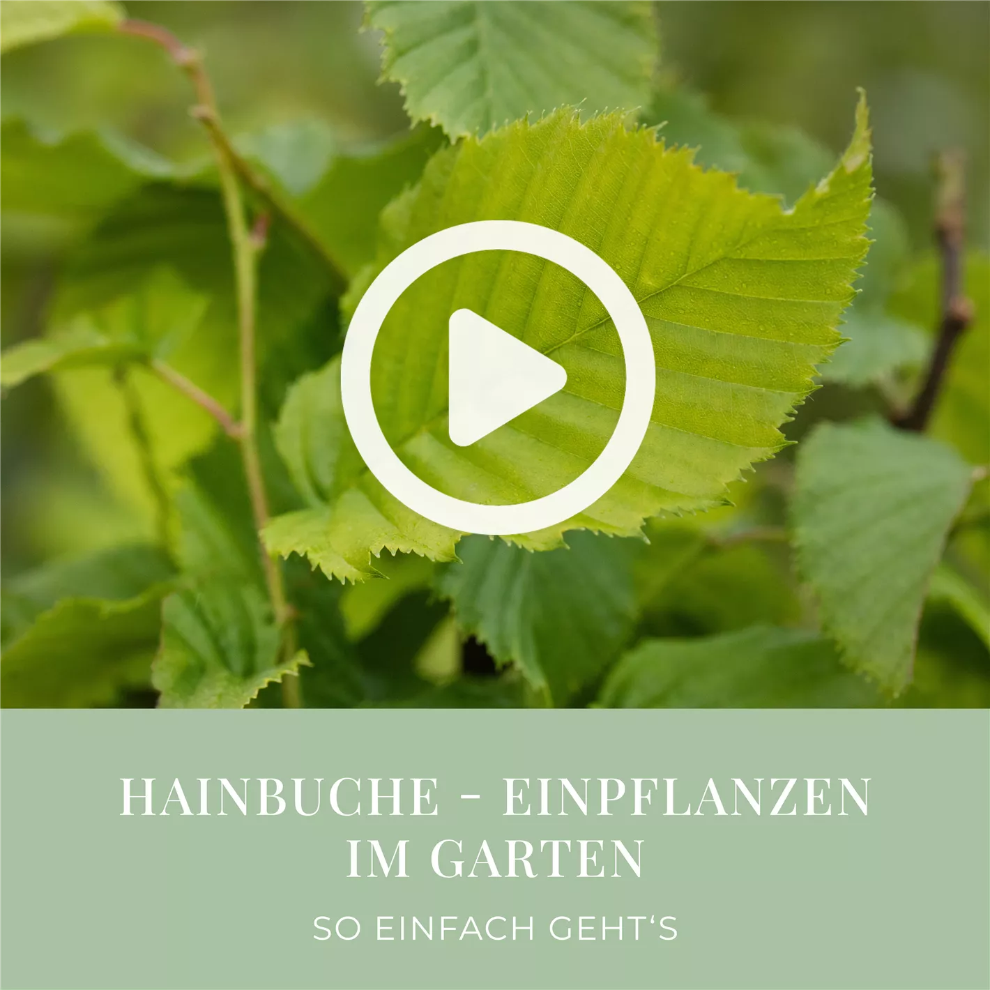 Hainbuche pflegen  Schneiden, gieen & dngen wie die Profis