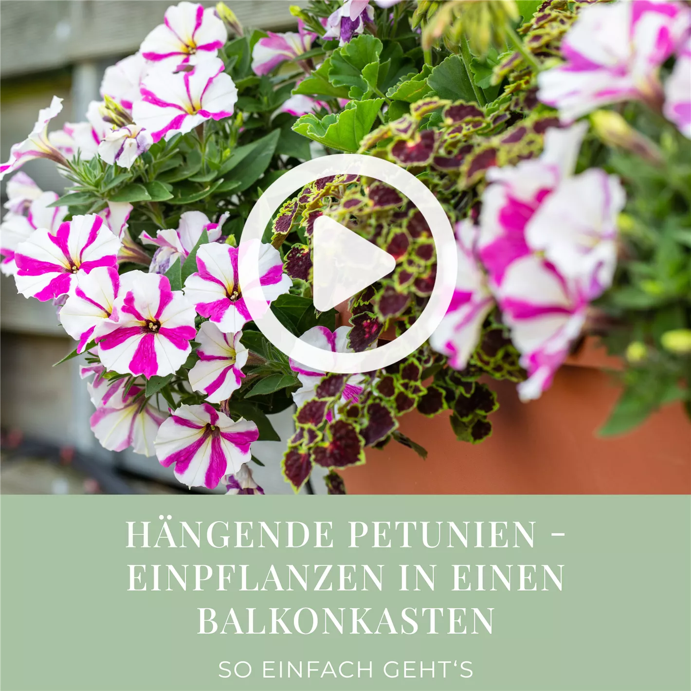 Hngende Petunien - Einpflanzen in einen Balkonkasten