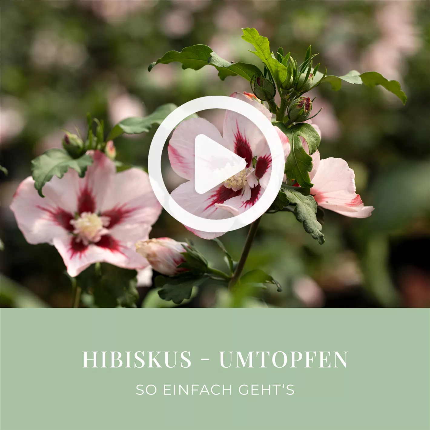 rasen saatgut keimfhigkeit PREMIUM Express Nachsaat | Die Schnelle