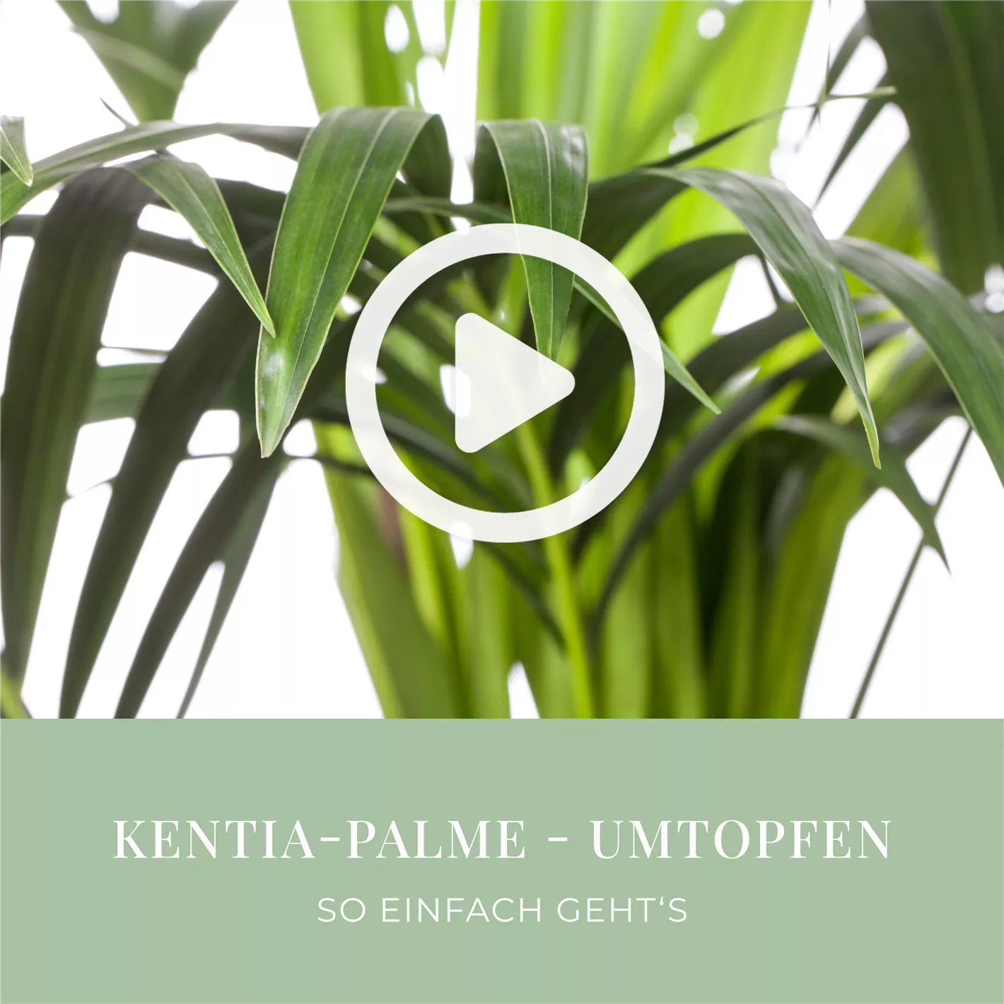 Kentia-Palme - Umtopfen