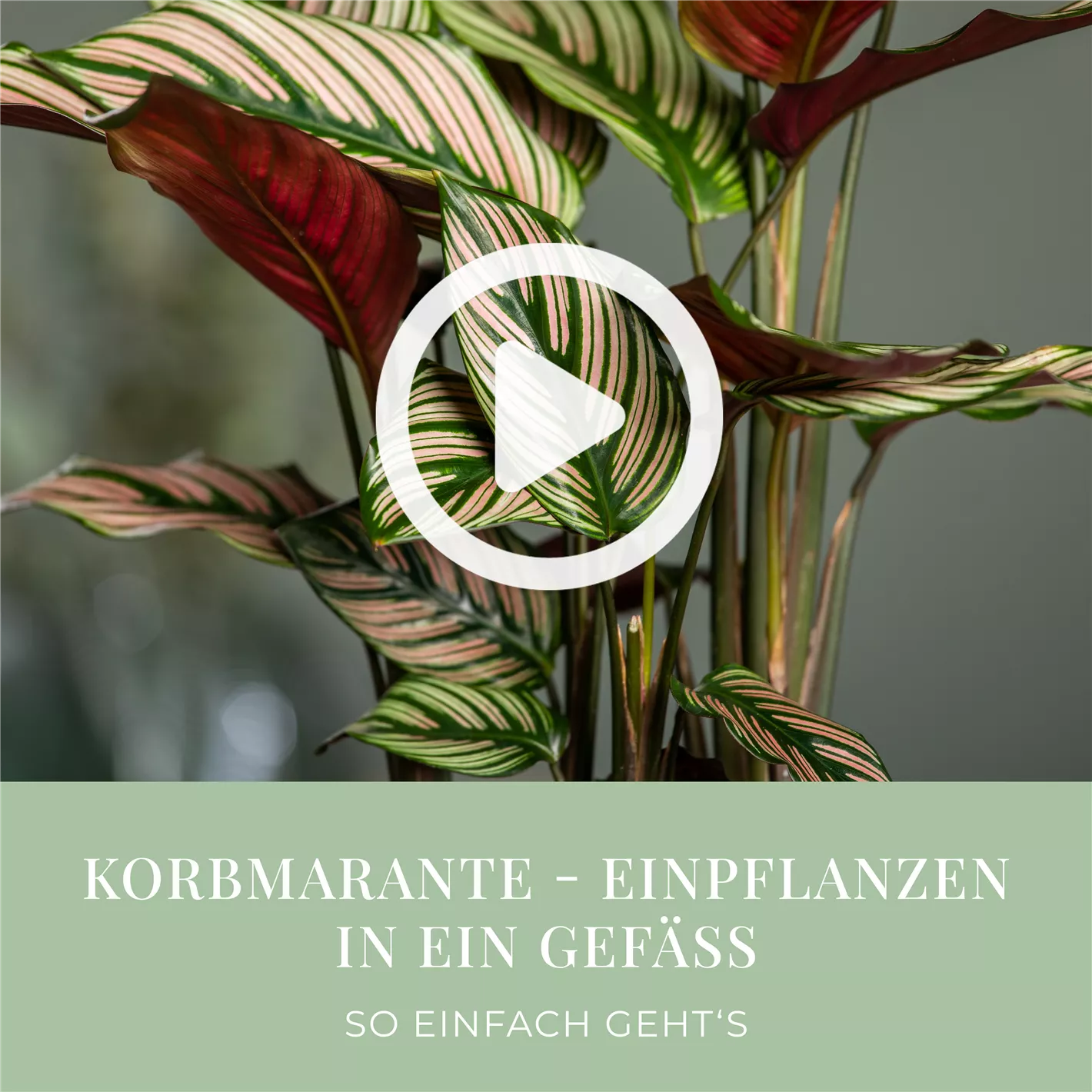 grow lights monstera Monstera Plant Care - How to Grow Monstera deliciosa main image 0