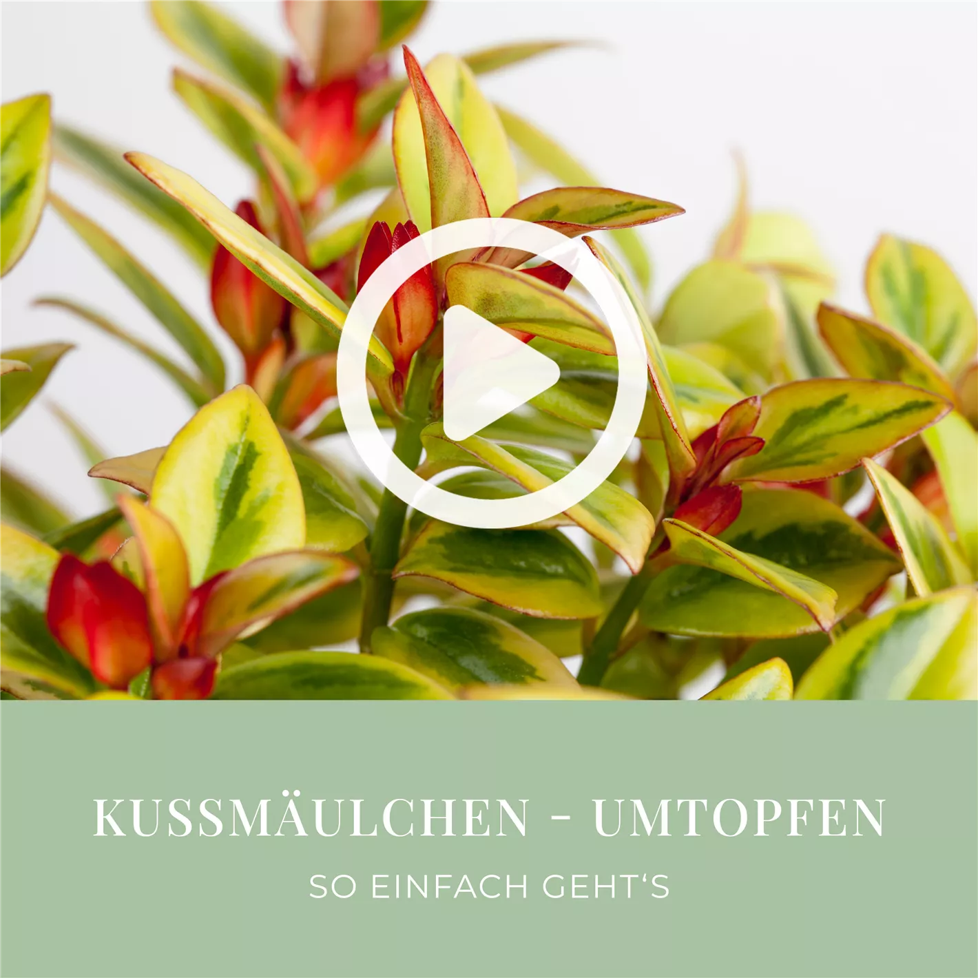 Kumulchen - Umtopfen