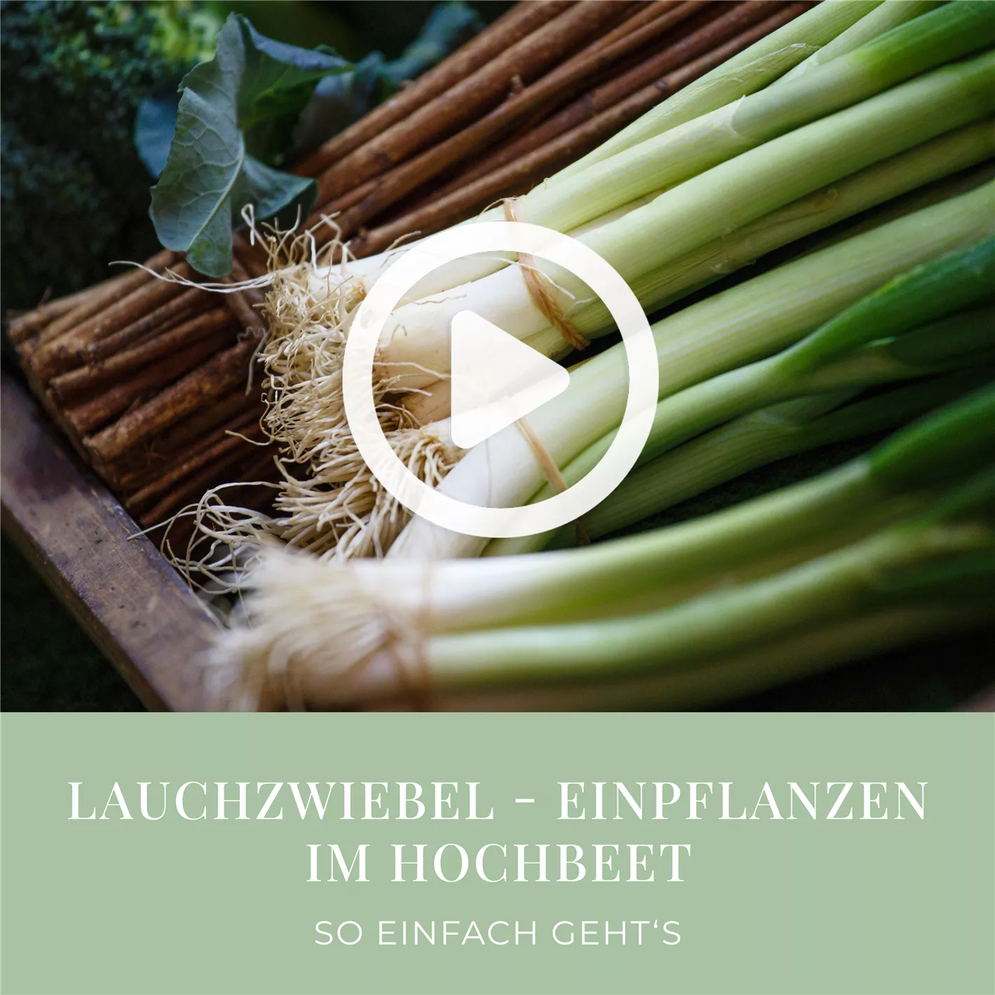 Lauchzwiebel - Einpflanzen im Hochbeet
