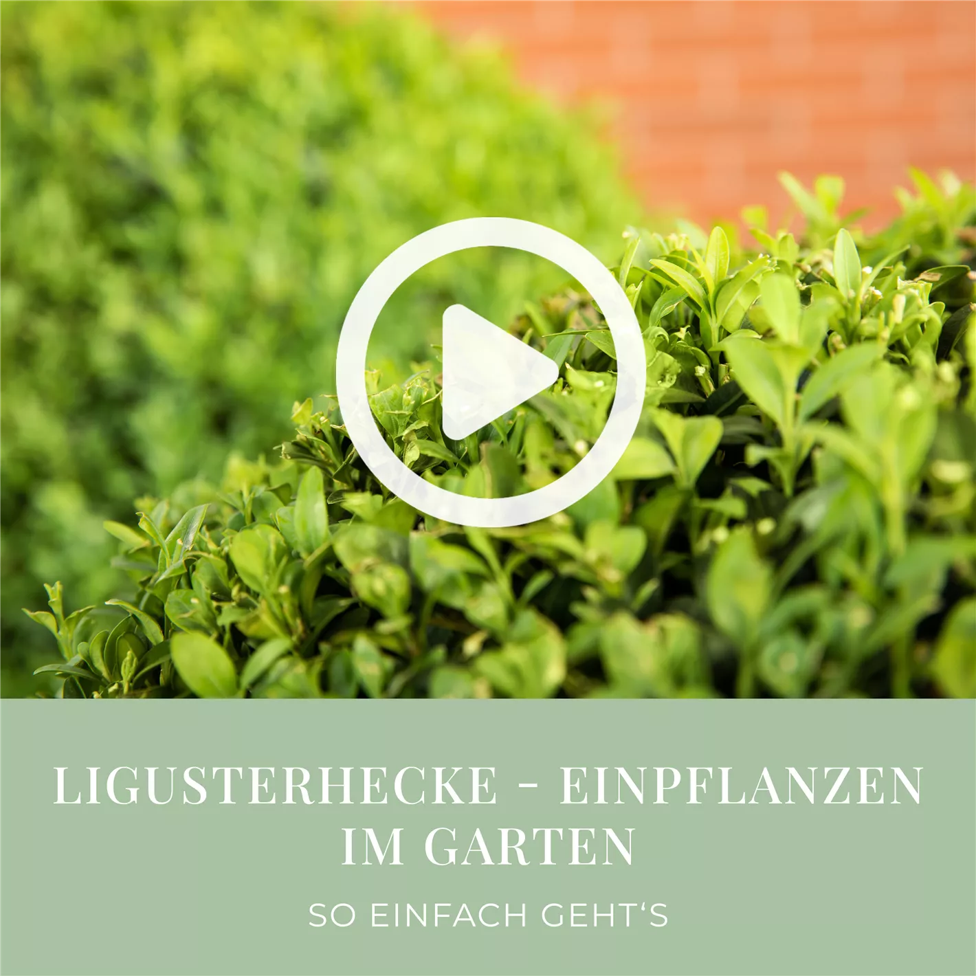 Liguster schneiden  Mit diesen Tipps und Tricks