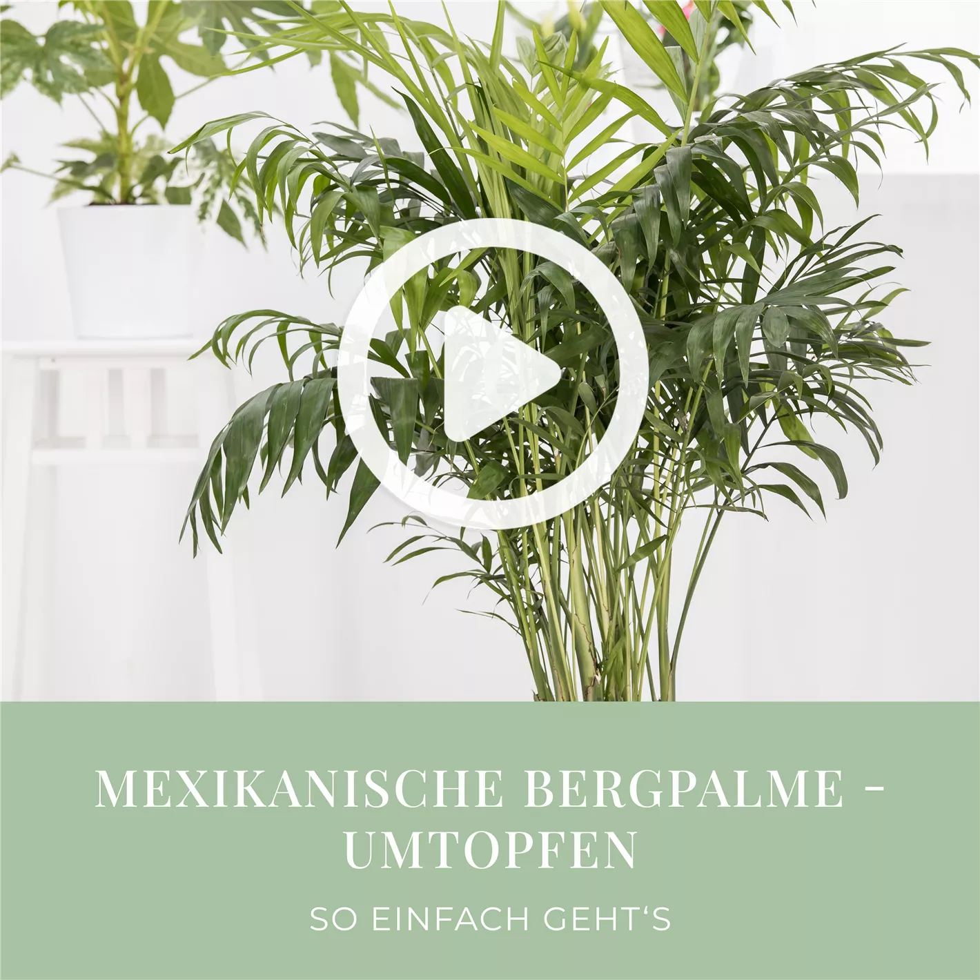 hoya macrophylla variegata Hoya Macrophylla Reverse Variegated 'Pot of Gold' – In Succulent Love main image 1