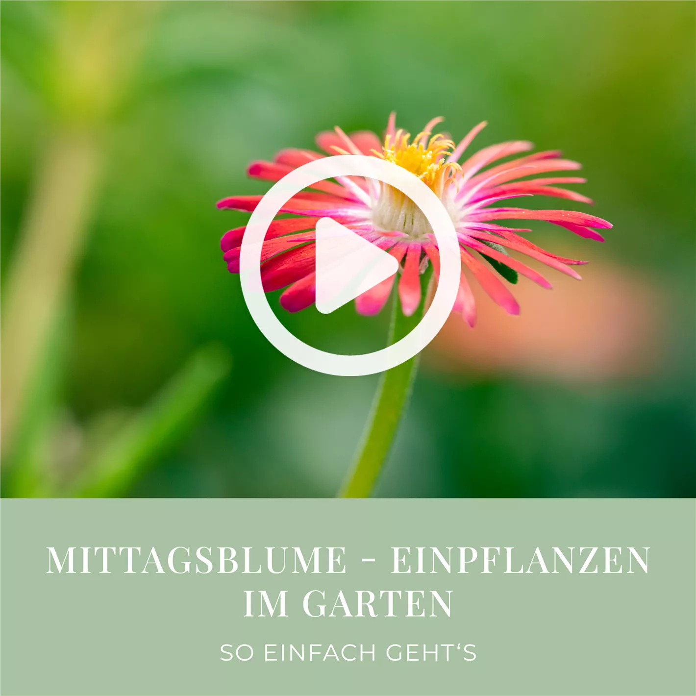 Mittagsblume - Einpflanzen im Garten