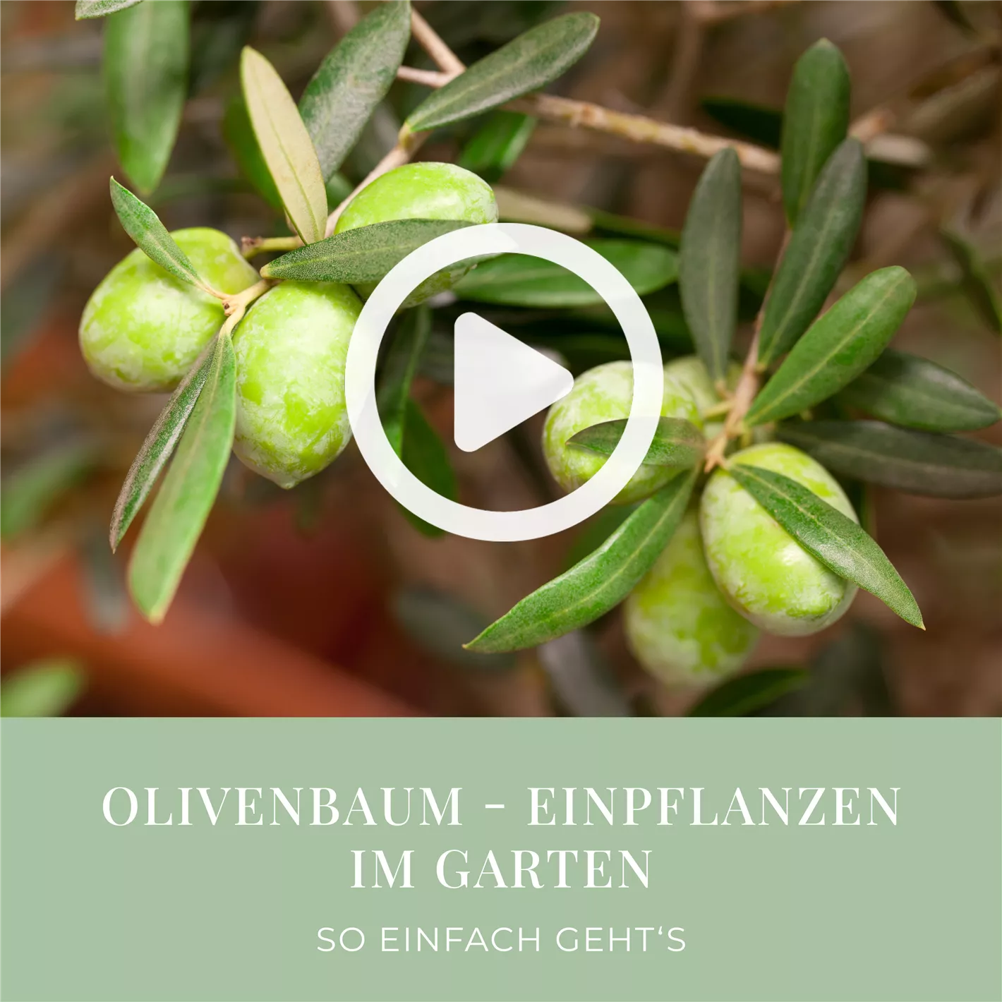 zimmerpflanze für dunkle räume Zimmerpflanzen für wenig Licht im Set kaufen