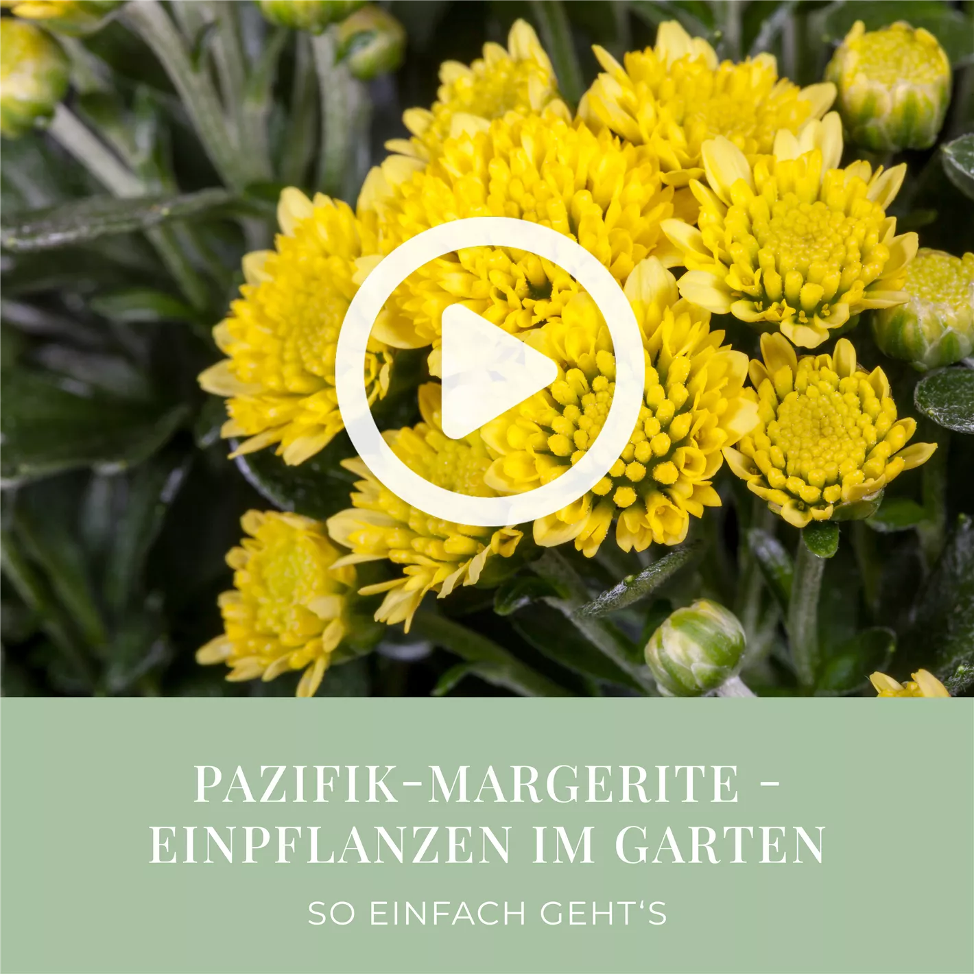 Pazifik-Margerite - Einpflanzen im Garten