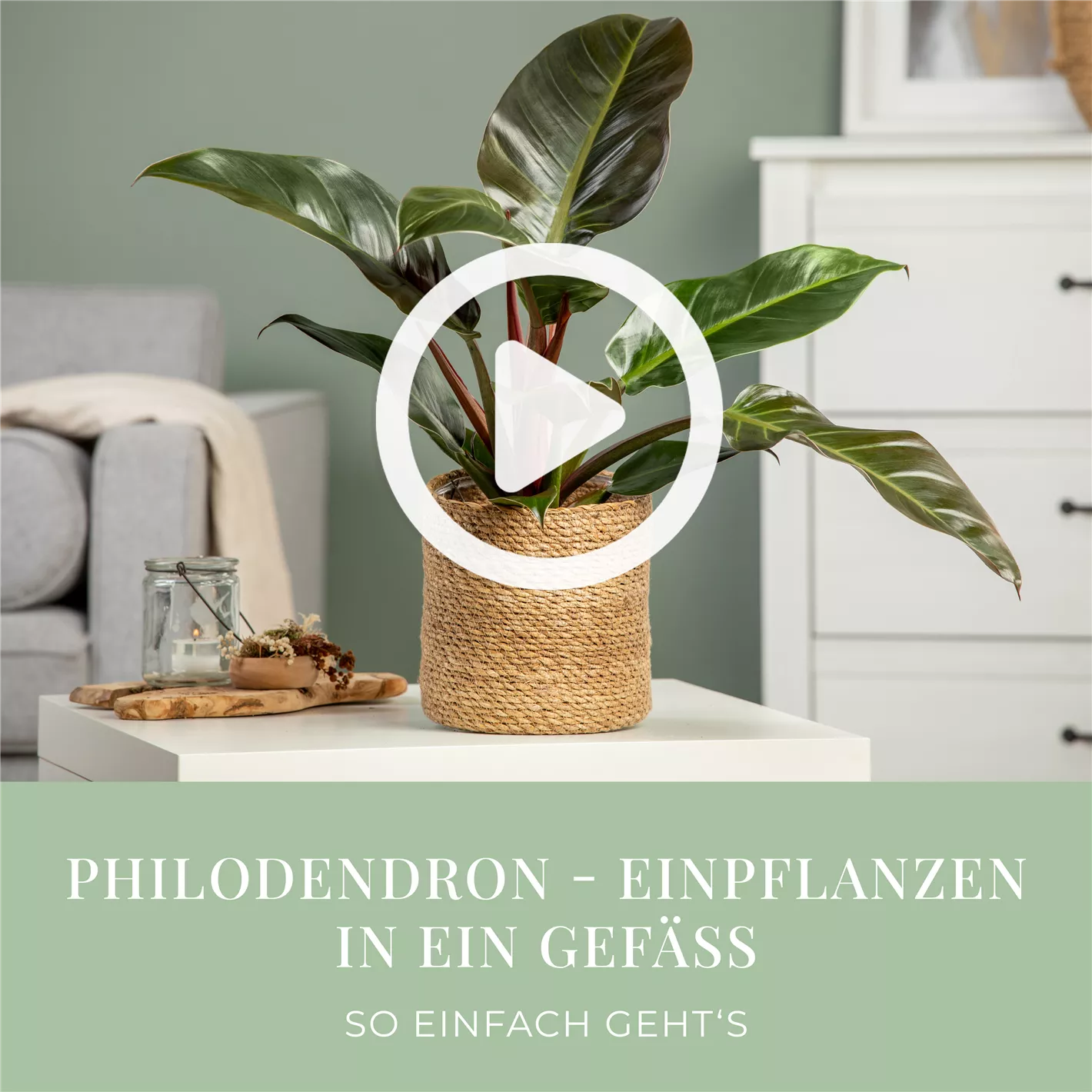 Philodendron - Einpflanzen in ein Gef