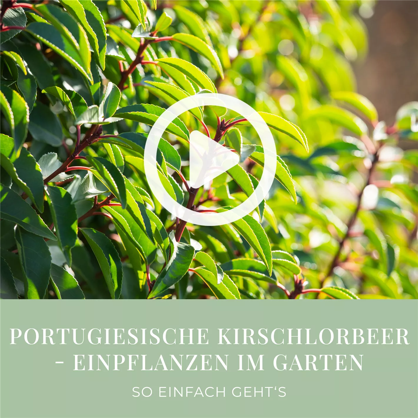 Portugiesische Kirschlorbeer - Einpflanzen im Garten
